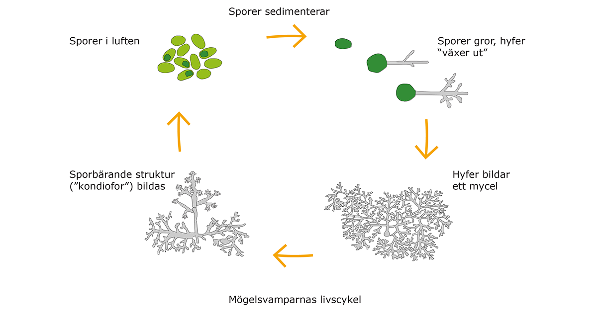 Mögelsvamparnas livscykel