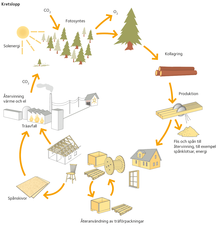 Träprodukters kretslopp