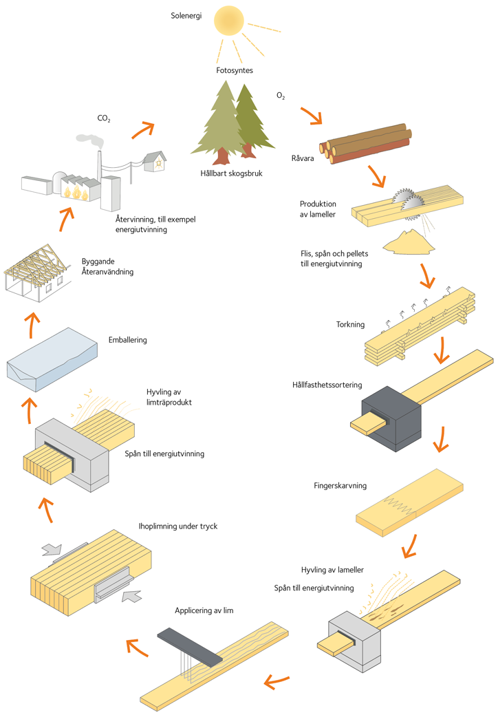 Schematisk bild över limträproduktion