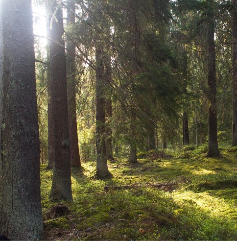 Granskog