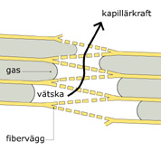 Vätsketransport i trä