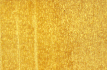 Mikroskopbild av nyhyvlad träyta
