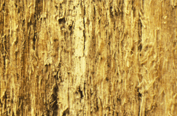 Mikroskopbild av ljusexponerad träyta