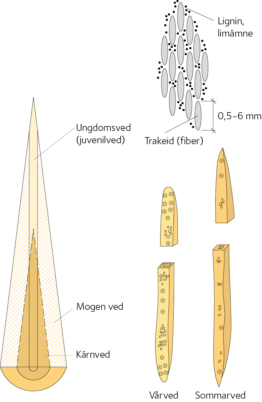 AVT-fig29.jpg