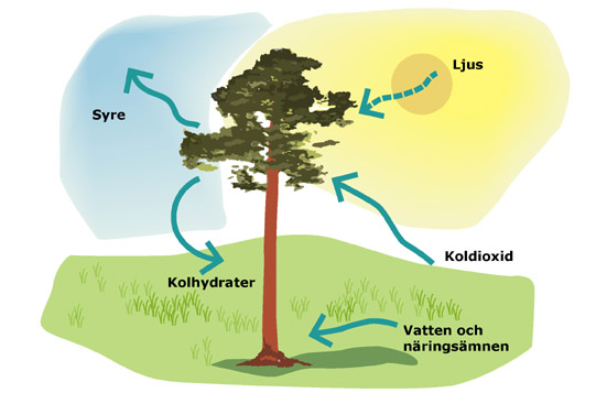 Fotosyntesen