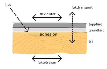 Färgens vidhäftning i träet påverkas av fukttransport och fuktrörelser i träet.